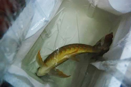 Một chú cá rồng đã được gây mê bằng hóa chất MS222. Ảnh: Arowana.